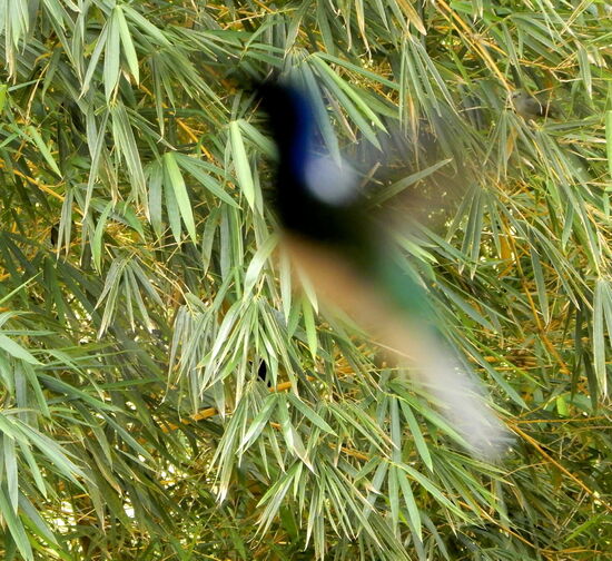 Toll, diesen kleinen, flatternden Colibris beobachten zu dürfen
