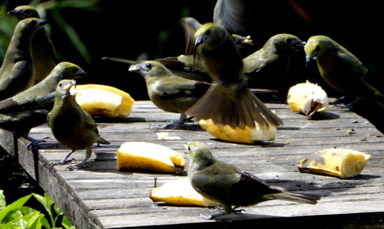 Keine Pause gibt es auf dem Vogelbrett! Ein paar geschnittene Bananen hingelegt, und schon stürzt sich eine grosse Vogelschar auf die süsse Speise!