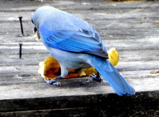 Herrlich, die bunte Farbenpracht!