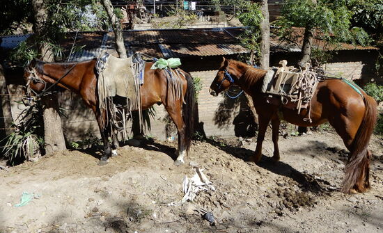 Reit- und Lastpferd warten auf ihren Meister