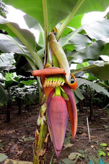 Eine wunderschöne Bananenblüte