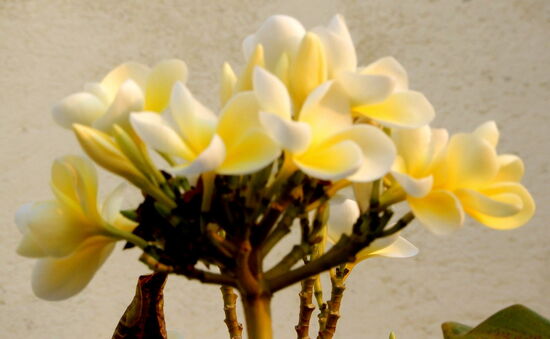 Welch hübsche Blüte am Wegesrand