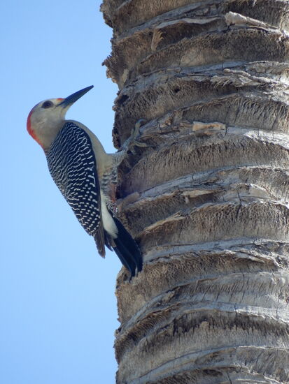 Am Morgen werden wir durch lautes Klopfen geweckt - "Meister Specht" ist bereits bei der Arbeit.
