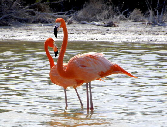 Und da stehen sie - die majestätischen Flamingos - meiner Meinung nach eher im orangen stat rosa Federkleid!