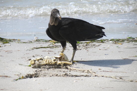 Tagsüber faulenzen wir in der Hängematte, lesen oder schauen dem Treiben am Strand zu
