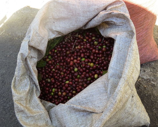 Frisch geernteter Kaffee, der in San Pedro angebaut wird. Ein gefüllter Sack wiegt etwa 80 kg und der Erlös ist nicht grad berauschend...
