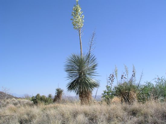 Diese Pflanze blüht nur einmal