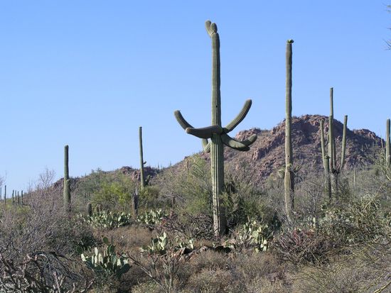 Die Jungs werden bis zu 15 m hoch und 150 Jahre alt