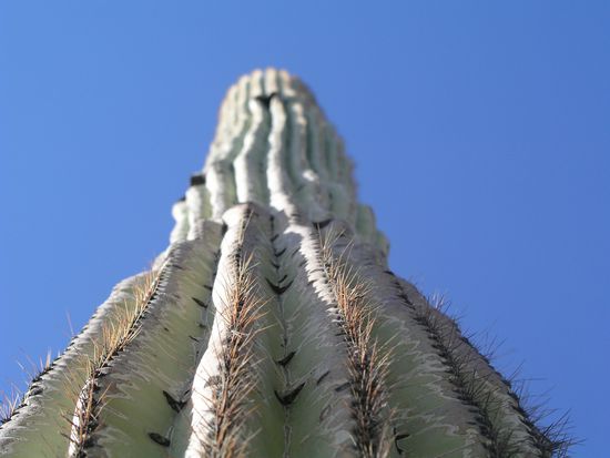 ganz schön stachelige Angelegenheit - für Freeclimber nicht geeignet