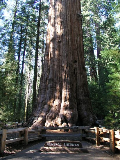 General Sherman Tree - das größte Lebewesen der Welt
