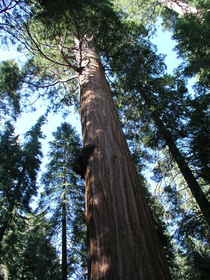 trotz Weitwinkel keine Chance, den ganzen Baum auf ein Foto zu bekommen