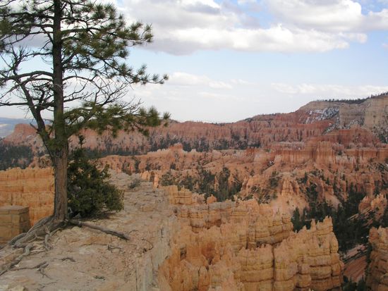 Vegetation in fast 3000 m Höhe