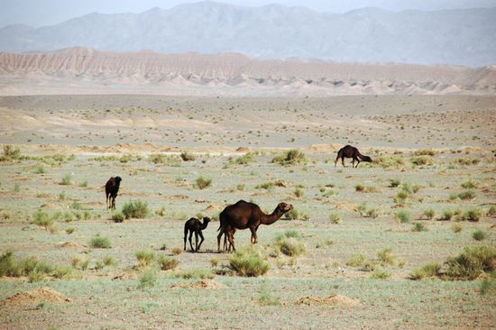 Eine Kamelfamilie in der Natur- nicht im Zoo.