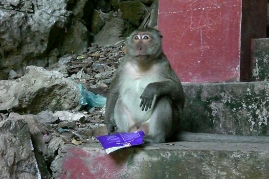 Dieser Affe wollte Maike angreifen!