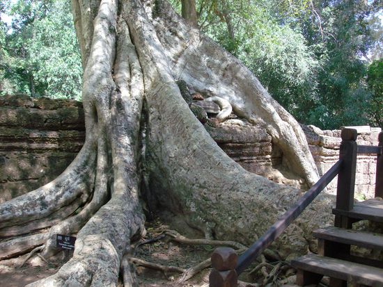 richtig schön große Baumwurzeln 