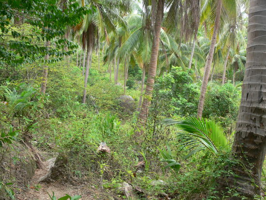 Tag 1 auf Ko Tao. Bei schlechtem Wetter erkunden wir das Inselinnere und laufen ueber seltsame "Wege" in die Nachbarbuchten. (Das links unten im Bild ist der Pfad!)