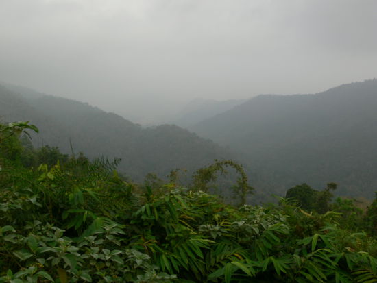 Am fruehen morgen - Der Wald erwacht