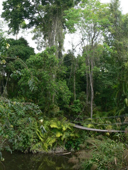 Endlich Schatten: Im Regenwald konnte man es aushalten, bzw musste sogar einen Pulli anziehen.