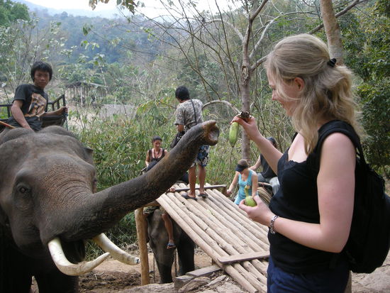 Belohnung muss sein. Der Elefant kann ja nichts uer die Opium-Guides.