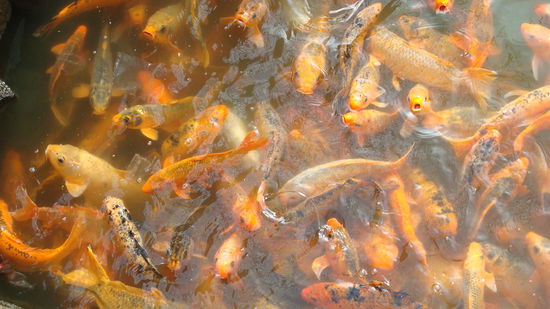 Die "gefraessigen Karpfen (laut Loose...), fuer mich: "Coys"...