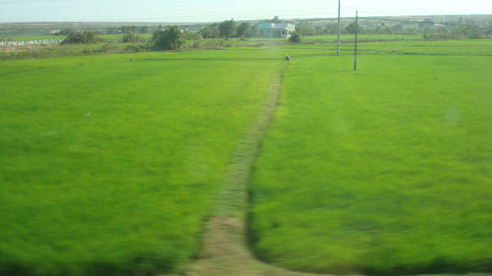 GRUEN... gruener geht's nimmer... Reisfelder...