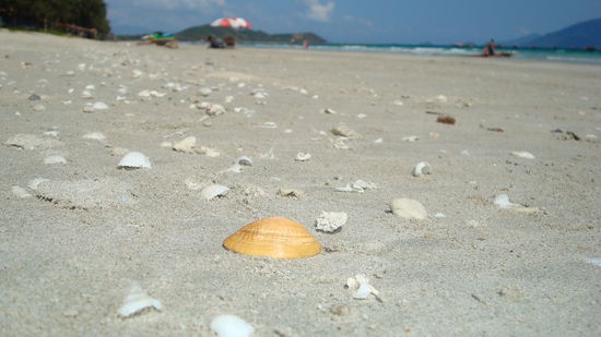 "I found a seashell in a sea of shells..."