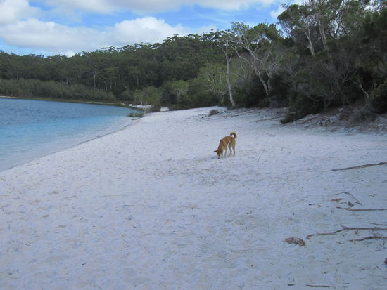 Dingo am Lake Mc Kenzie