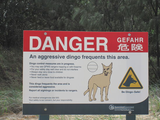 ja, es ist schon gefaehrlich auf Fraser Island.