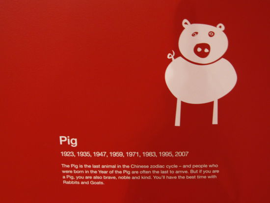 ich bin im Sternzeichen des Schweines geboren