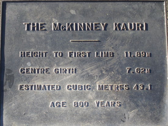 Hier gibt es die Baeume mit den groessten Durchmessern