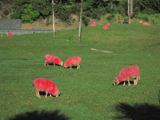 in Neuseeland gibt es rosa Schaafe