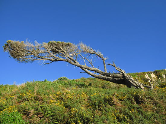 lustige Baeume wachsen hier auch