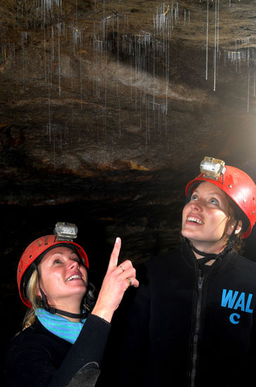 Gluehwurmbetrachtung:Foto von der Werbe-CD der Waitomo Caves