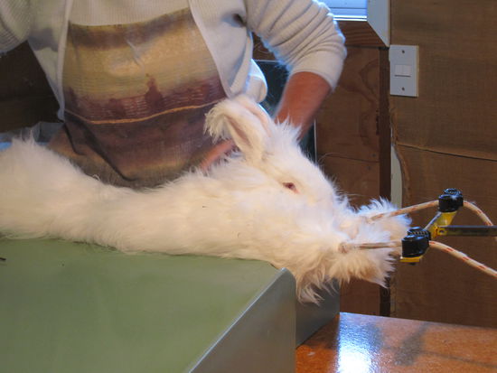 dieses arme riesen grosse Kaninchen wurde hier zwischen gepannt