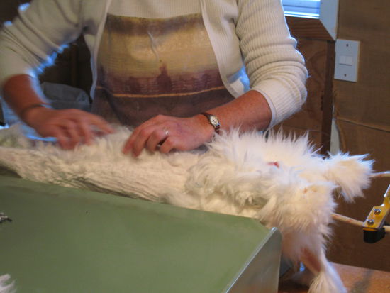 dann wurde es auf den Ruecken gedreht