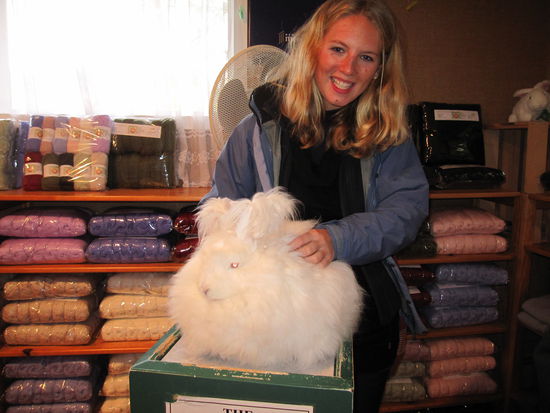 und so sehen sie aus die riesen Kaninchen - ja, es handelt sich hier wirklich um ein echtes, lebendiges Kaninchen!