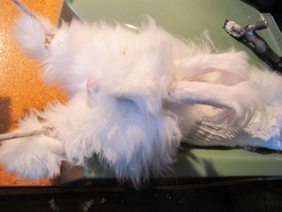 und rasiert...hier ist es schon wieder zurueck auf den Bauch gedreht worden