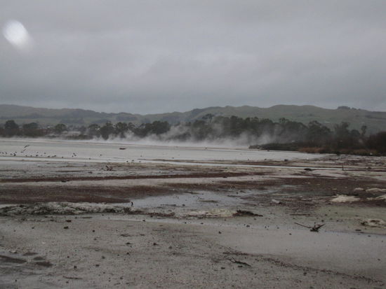 die Erde dampft in Rotorua