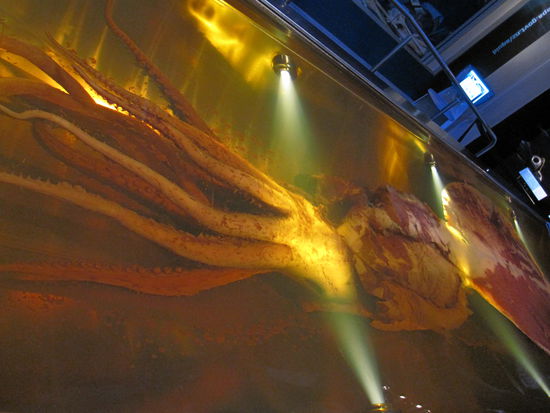im Te Papa Museum gibt es diesen riesen grossen Tintenfisch...absolut wahnsinnig...