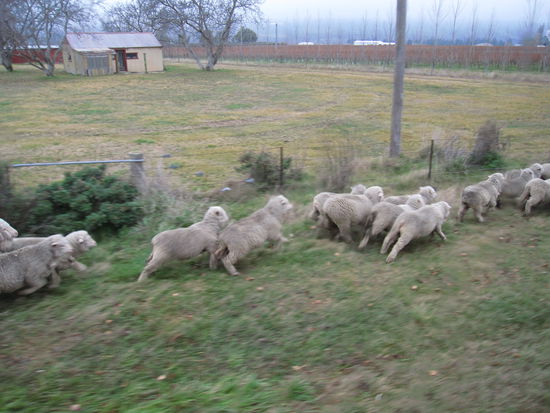 ja,  in Neuseeland da gibt es Schafe
