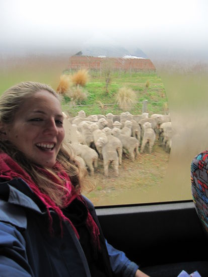 ist das nicht ein lustiges Foto...ich sitze hier im Bus und wir überholen grade diese Schafe, die ich zuvor fotografiert habe (die Scheiben im Bus waren ziemlich beschlagen, so, dass ich erst einmal ein freies Loch wischen musste  )
