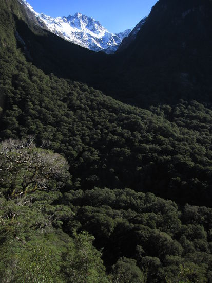 nette neuseeländische Landschaft