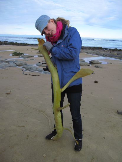 komische Aliens am Strand in Neuseeland