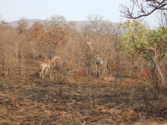 Eine Giraffenmama mit ihrem Kleinen