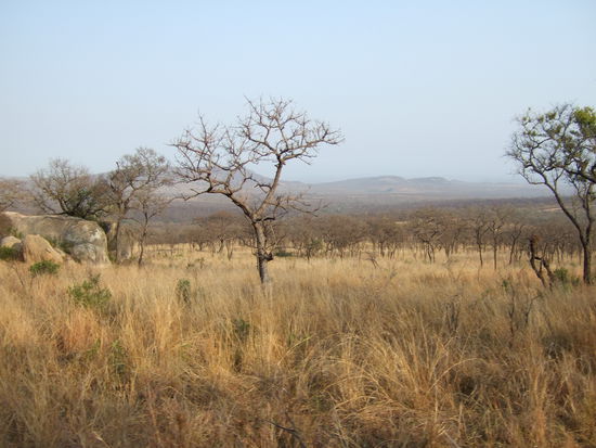 Die Weite des Krueger Parks I