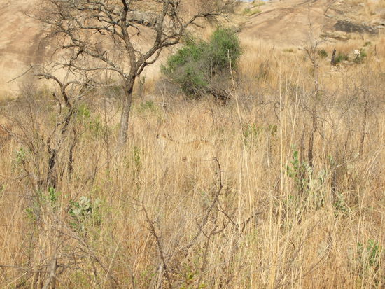 Wer findet die Loewin?