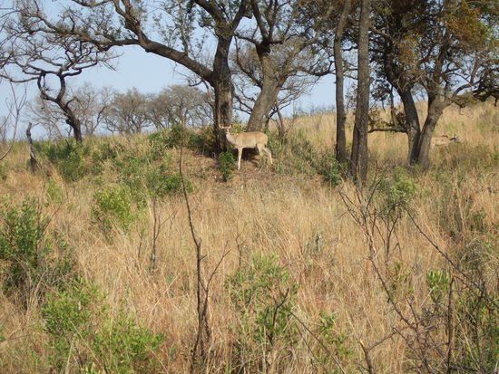 Und auf dieses Tierchen hatte die Loewin es abgesehen