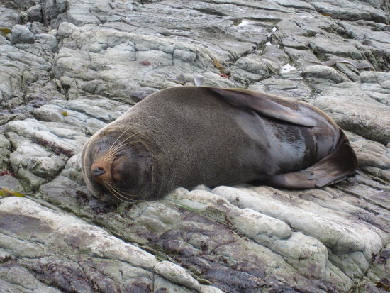 dieser hatte es sich gemütlich gemacht!