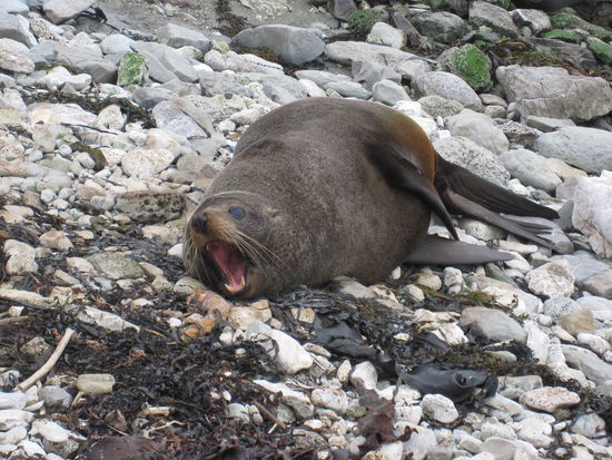 Gähnt der jetzt oder droht der mir?