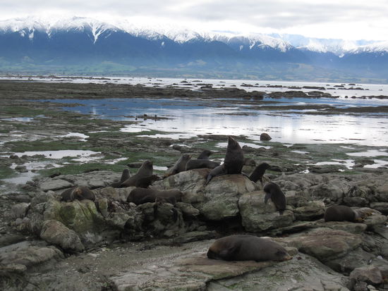 die Seehunde mit der neuseeländischen Landschaft im Hintergrund.